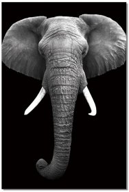 Elephant - SB - 61130